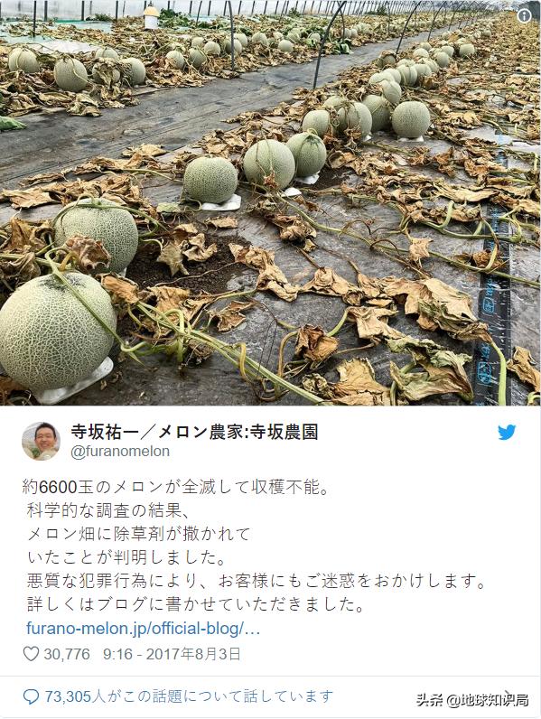 日本西瓜200人民币一个？这背后不为人知的是……|地球知识局