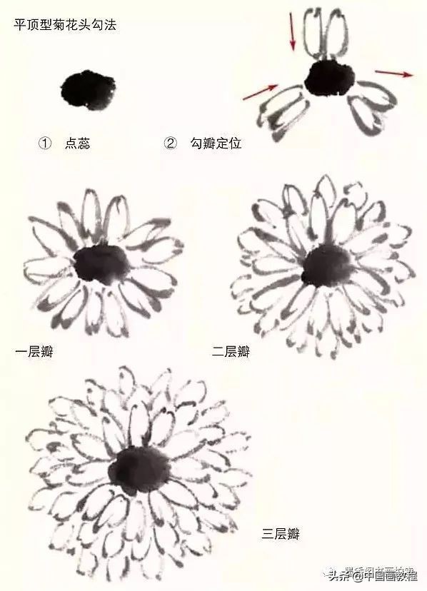 菊花花头花苞画法,菊花花头的画法步骤图片