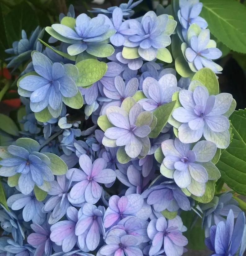 春季绣球叶子发皱怎么回事,夏季绣球老叶子都干枯怎么处理