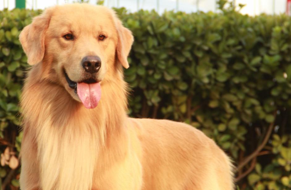 金毛好不好养适合养不,金毛好不好咬人