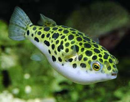 汽水鱼海水鱼,把海水鱼养成汽水鱼