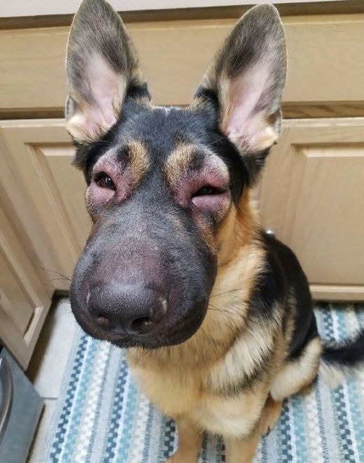 老是被蜜蜂蛰的狗狗怎么办,盘点狗狗被蜜蜂蛰的名场面