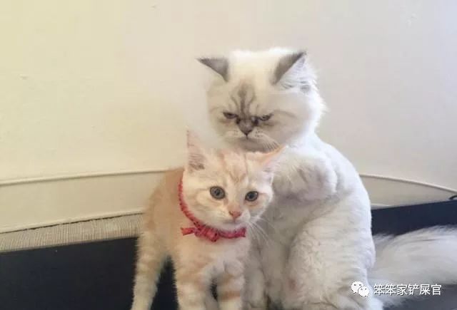 猫咪为什么半夜好像还会攻击主人,猫咪老是攻击人而且还不让摸