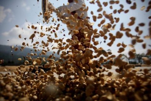 雀巢咖啡猫屎咖啡蓝山咖啡哪个好,为什么猫屎咖啡是世上最贵的