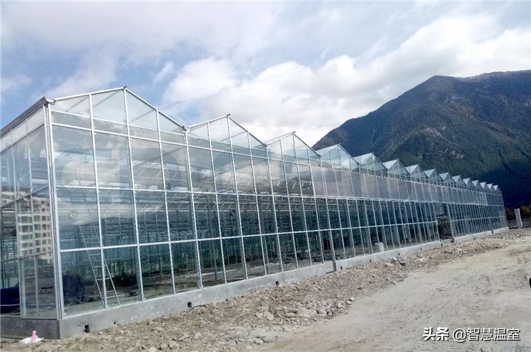 大棚种植致富项目,农业大棚种植创业项目推荐2020