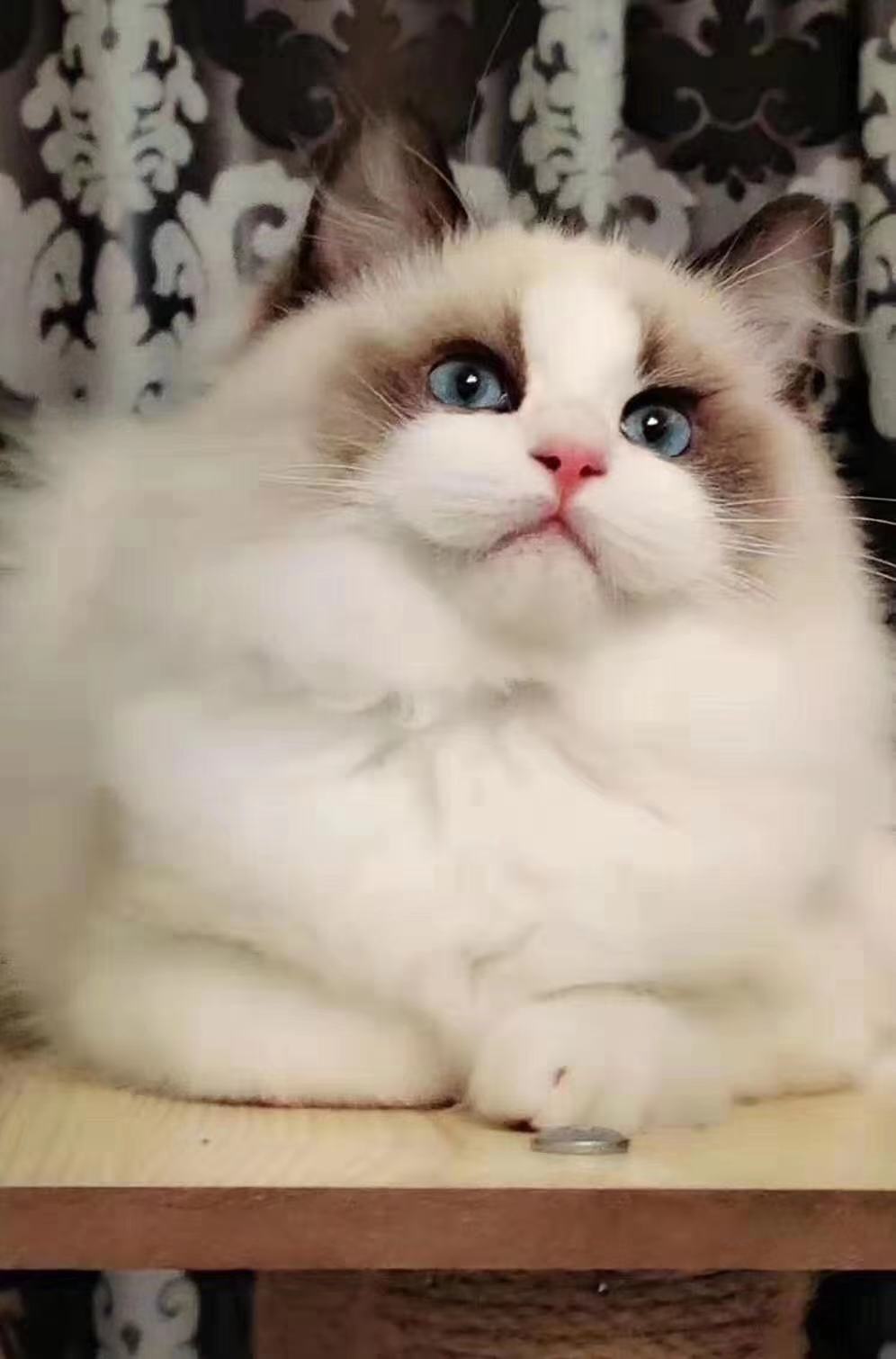 养猫需谨慎领养,养猫请慎重