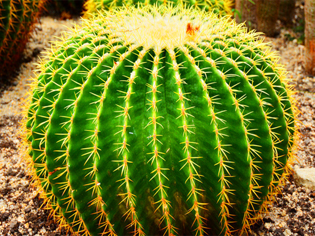 仙人球烂根怎么办？只需几步让它恢复生长，以后也不烂了