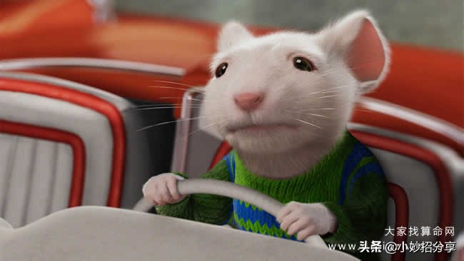 属鼠人2023年运势及运程每月运程,属鼠人2022年运势及每月运势详解