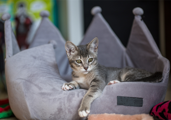 猫咪铲屎官必须知道的事情,猫咪肺部肿瘤症状及治疗方法