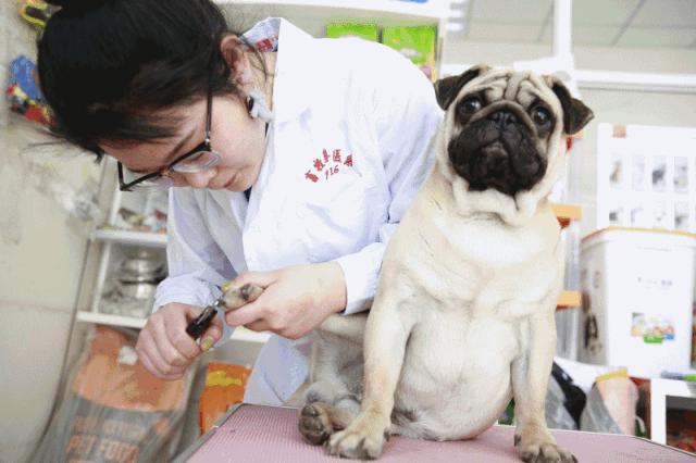 十大不建议去的宠物医院,目前国内的宠物医院有哪些
