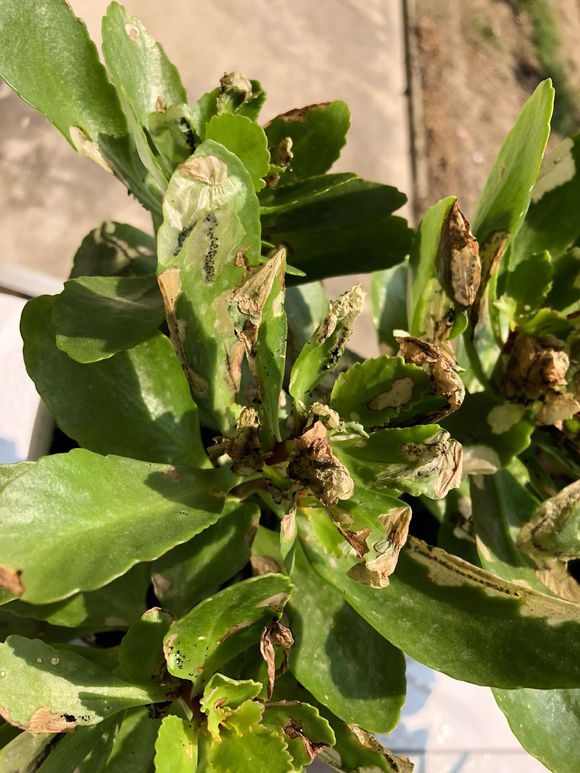 养花草叶子蔫了怎么办,养了3年的长寿花如何养护