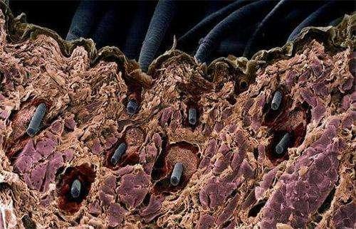 明星袁咏仪代言的防脱洗发水,不输大牌香水的洗发水