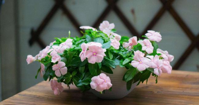 老司机都曾栽在宿迁花卉上,你交过学费不?