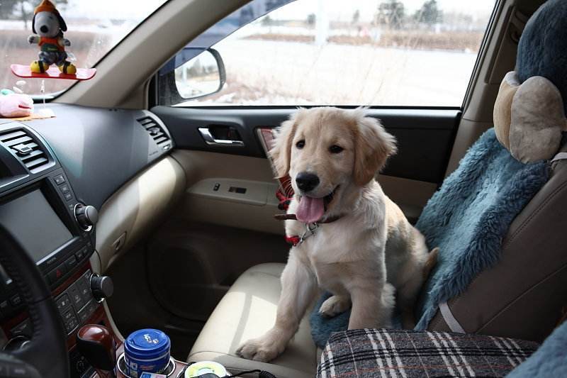 春节回家宠物怎么办,春节回家带狗需要注意什么呢