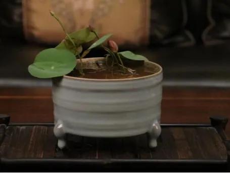 自家栽培微型观赏碗莲,迷你盆栽碗莲带花苞