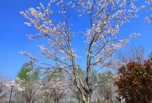 南通赏樱,江苏樱花景区介绍