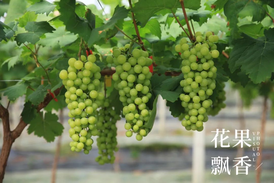 红的发黑的葡萄叫什么,25个早熟新品种葡萄解析