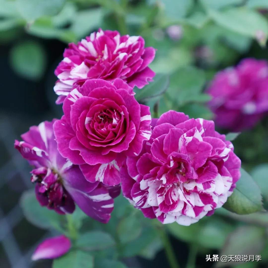 520你最想收到什么玫瑰,520这样的玫瑰你们喜欢吗