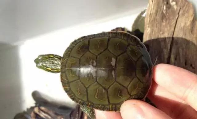 乌龟不吃食怎么办最快最有效,乌龟眼睛肿不进食怎么回事