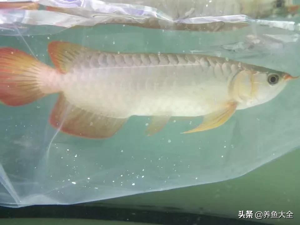 养红龙苗,养红龙如何搭配其他鱼