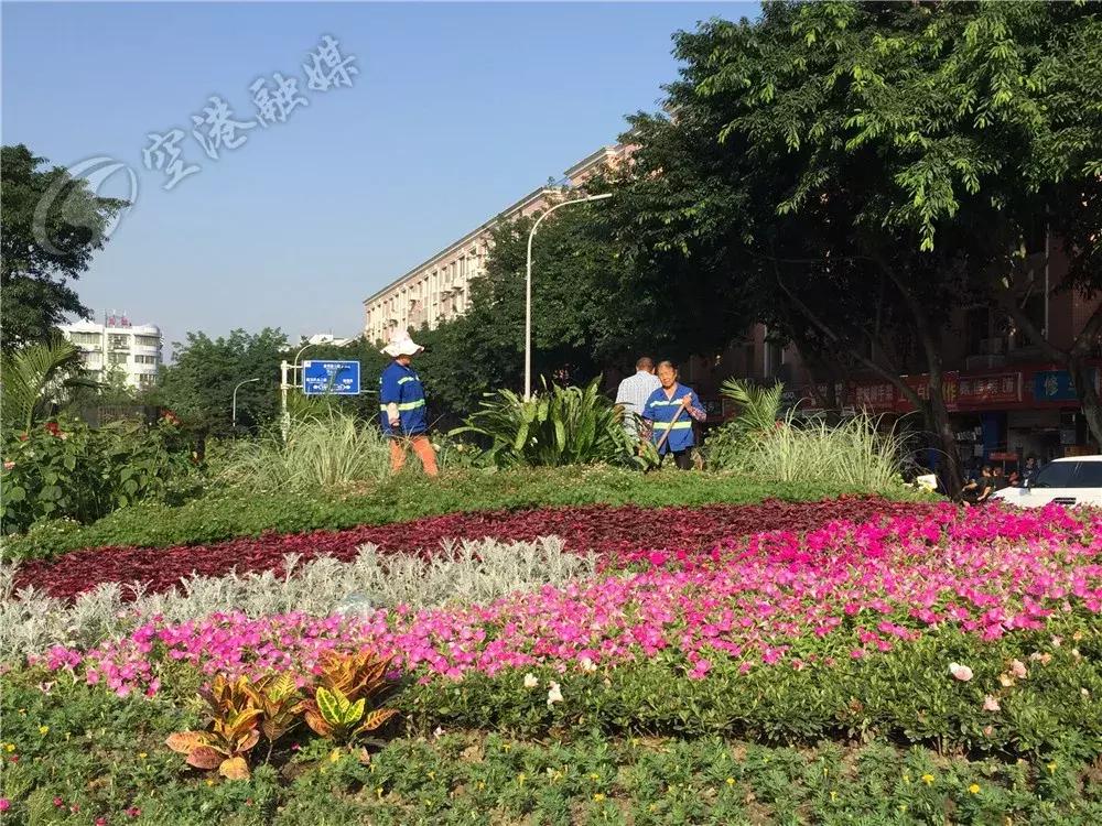 双流最近花海,双流二月花海