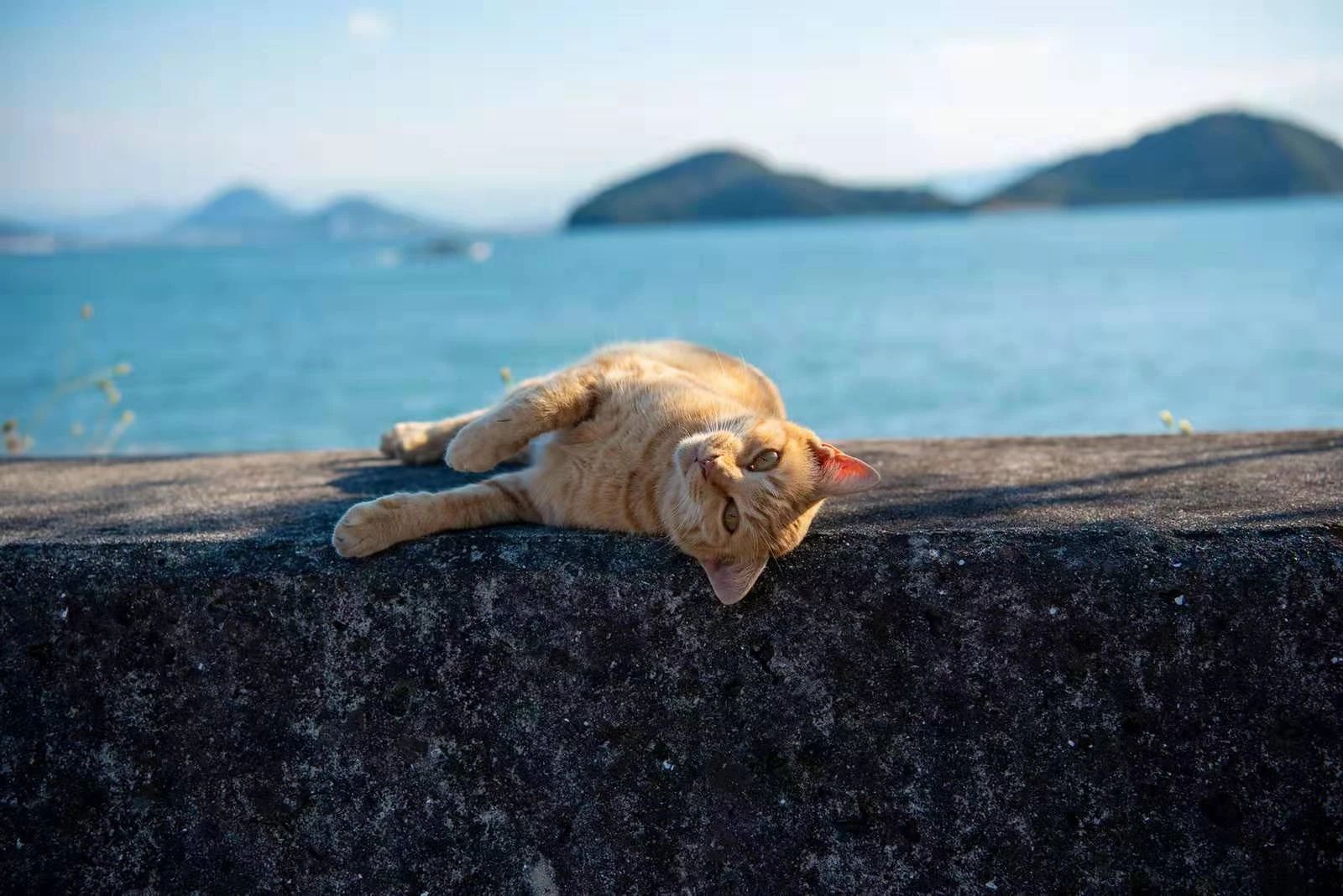 日本猫岛被投毒后现状,日本猫岛遭人投毒