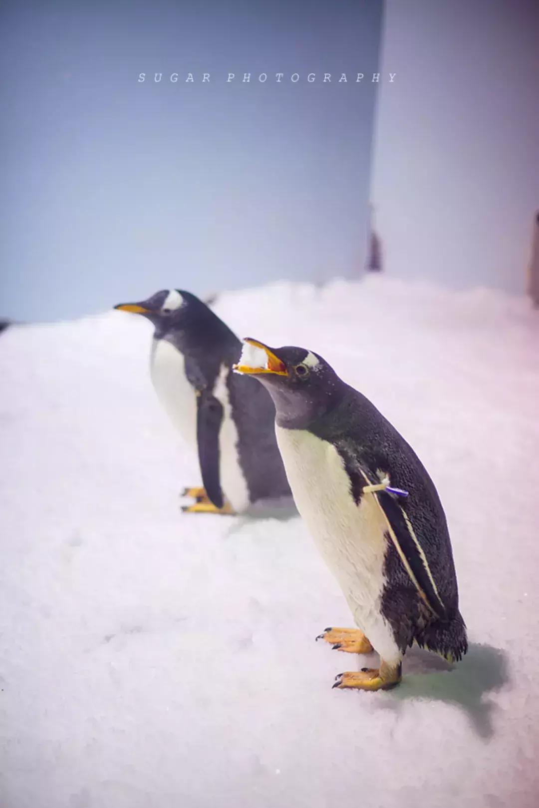 「亲子游」与万千海洋动物一起，夜宿探索极地海洋之美