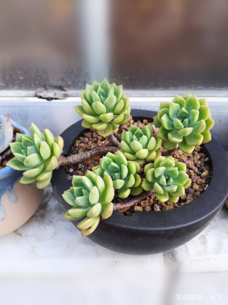这才是多肉夏天该有的样子,多肉短期内颜值最高的时刻