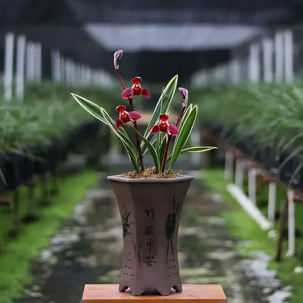 这种顶级红素，好养又好看，便宜又高雅，让人百看不厌