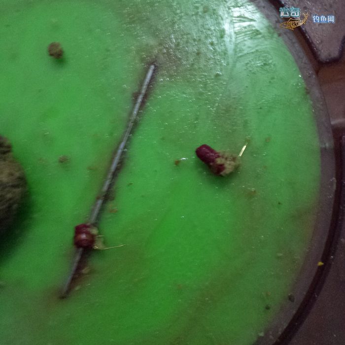 100毫升饵料十竿就拉下去，只允许一款拉饵的黑坑怎么拉大饵技巧