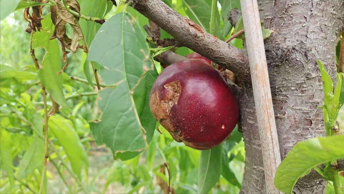 桃树被雹子砸了来年还结桃子吗,桃树被冰雹砸伤树皮开裂怎么处理