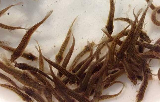 湖北华农园泥鳅养殖技术,华农园套养泥鳅