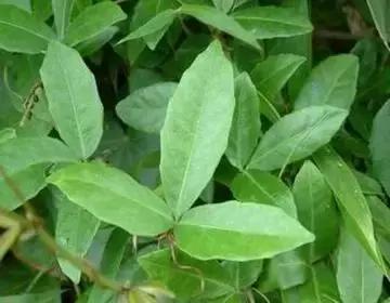 整合——28种青草药,赶快收藏备用!