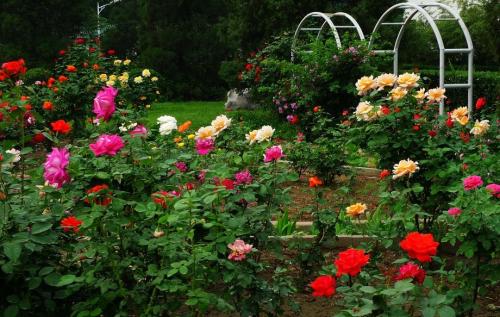 100种漂亮的夏花图片,30种夏花图片大全