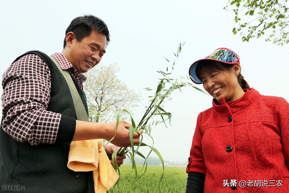 燕麦和各种野草,野燕麦草药