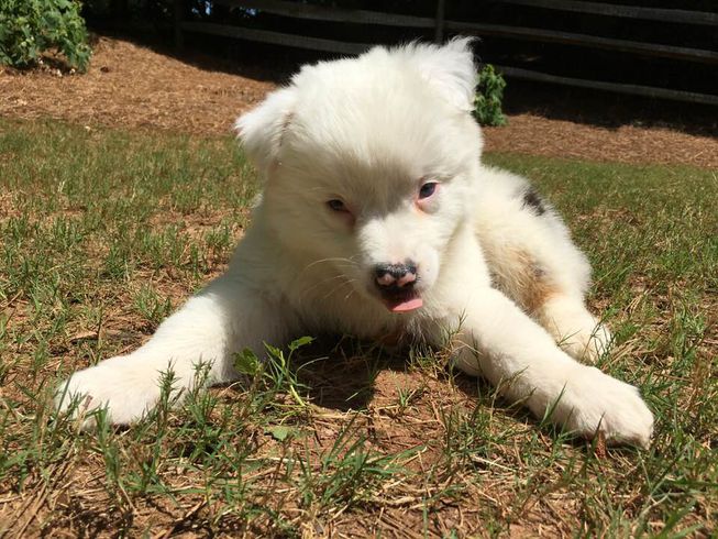 有一只性格超好的小狗是什么体验,养一只小狗小狗会觉得孤独吗