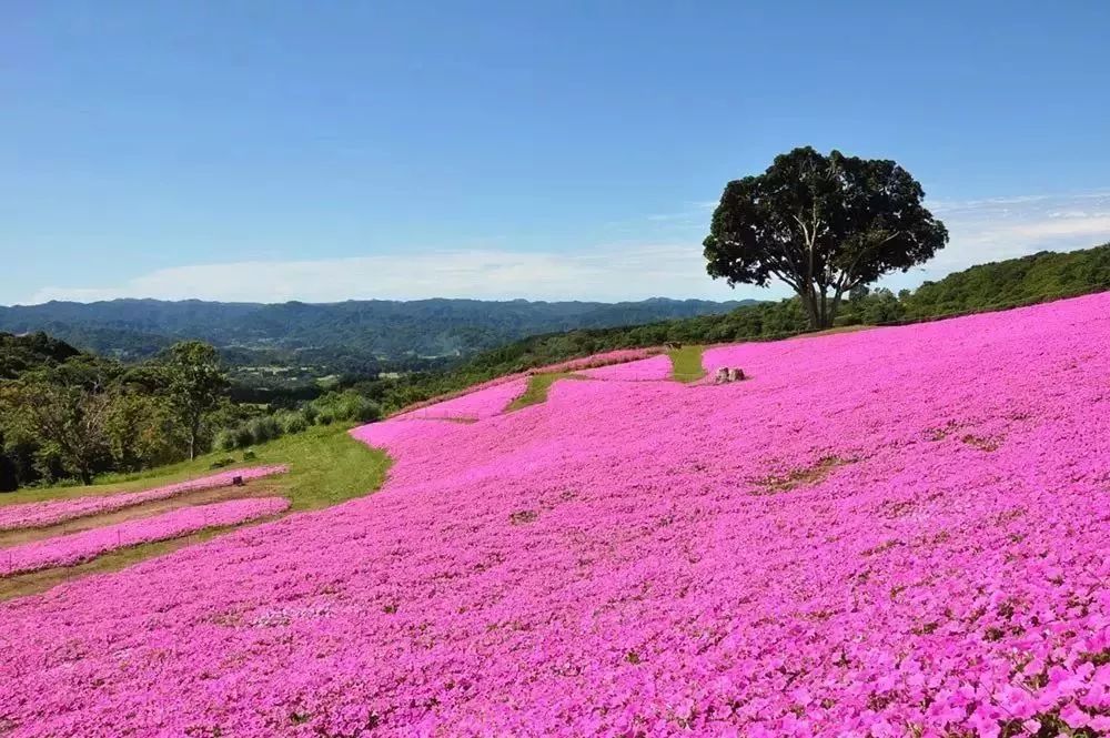日本母亲农场项目,日本一个亲子农场年赚3亿