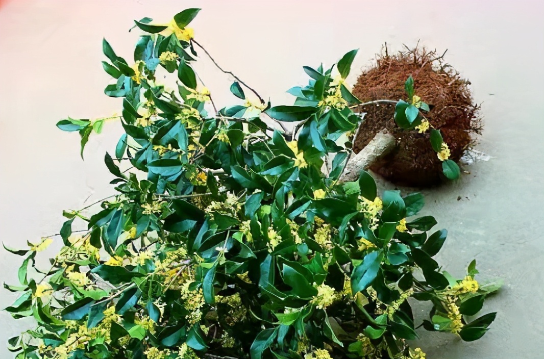 米兰花的上盆及养护,米兰上盆