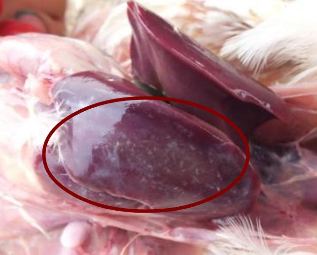 对顽固性大肠杆菌引起的心包炎、肝周炎、气囊炎、最好的治疗