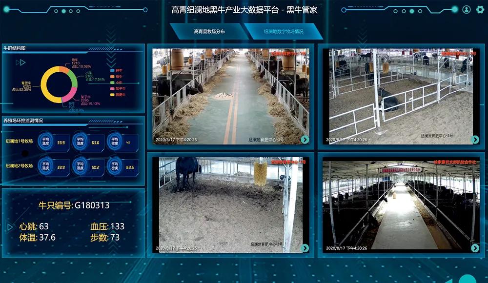 拿着手机种水稻；可比肩“和牛”的黑牛是这样养殖的→