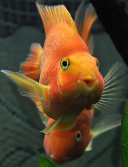 十大最好看的观赏鱼图片大全,十种最漂亮的观赏鱼图片