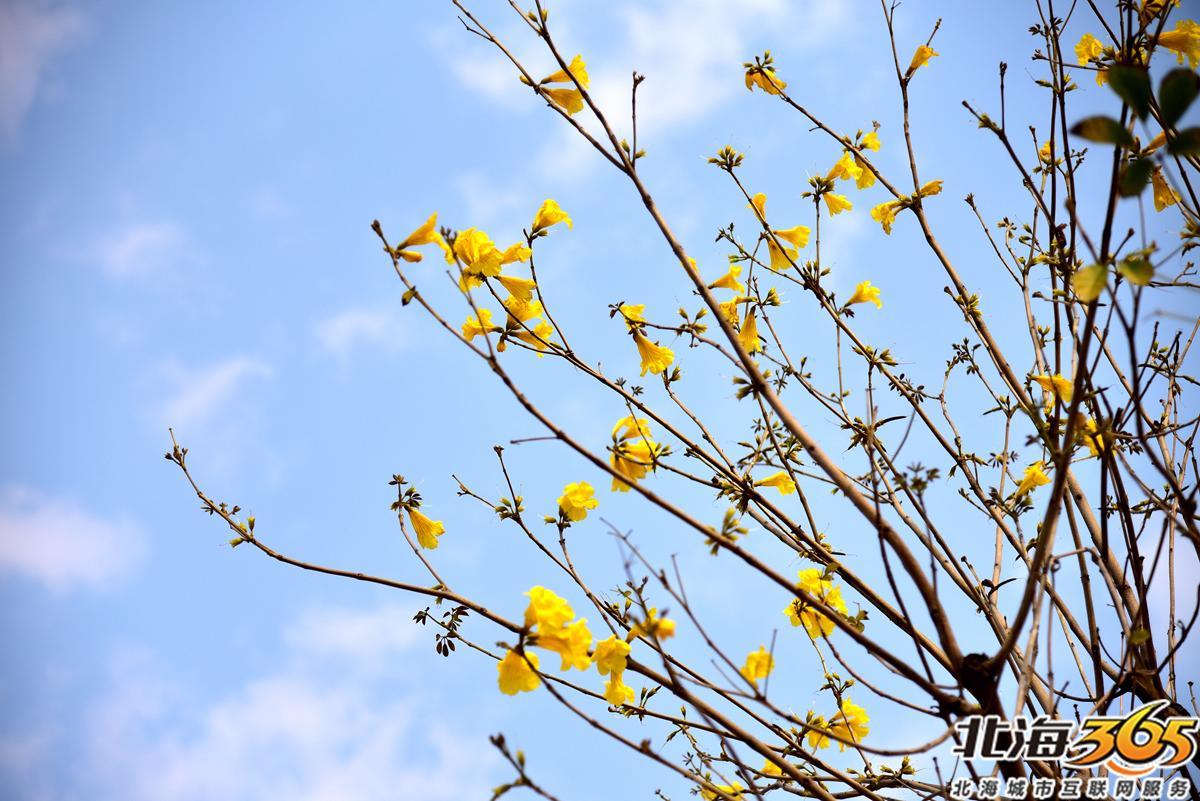 「多图」春天来了!北海街头的三角梅、黄花风铃开得好艳