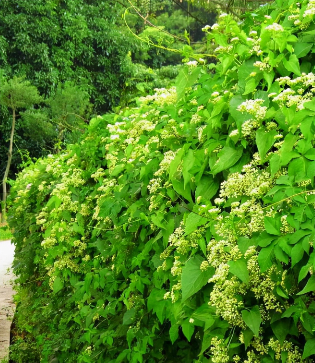 房顶长出杂草怎样消灭,墙里长出的草怎么清除