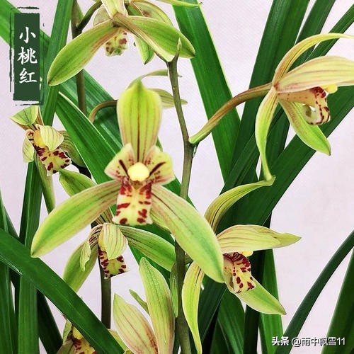 建兰习性和养护,建兰的养护和管理方法