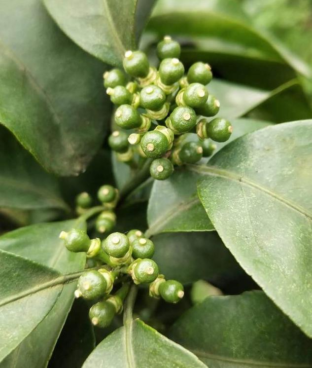 见花补硼,见花补硼见果补什么