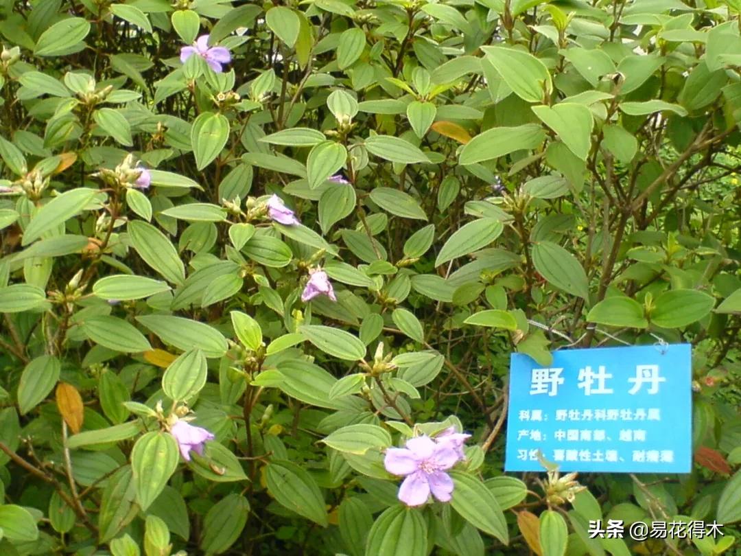 牡丹和观赏牡丹区别,牡丹的形态特征与什么花不同