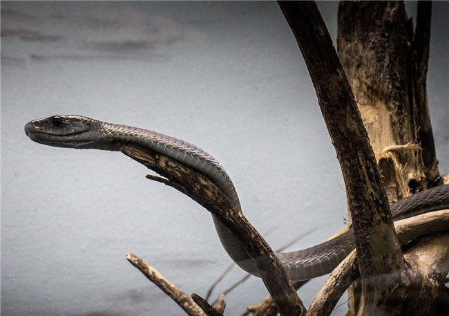 “非洲死神”黑曼巴蛇有多厉害？雄狮被活活咬死，雌狮不敢靠近