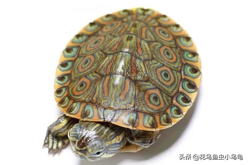 最容易养的乌龟是哪种乌龟,最容易养的乌龟是哪种品种