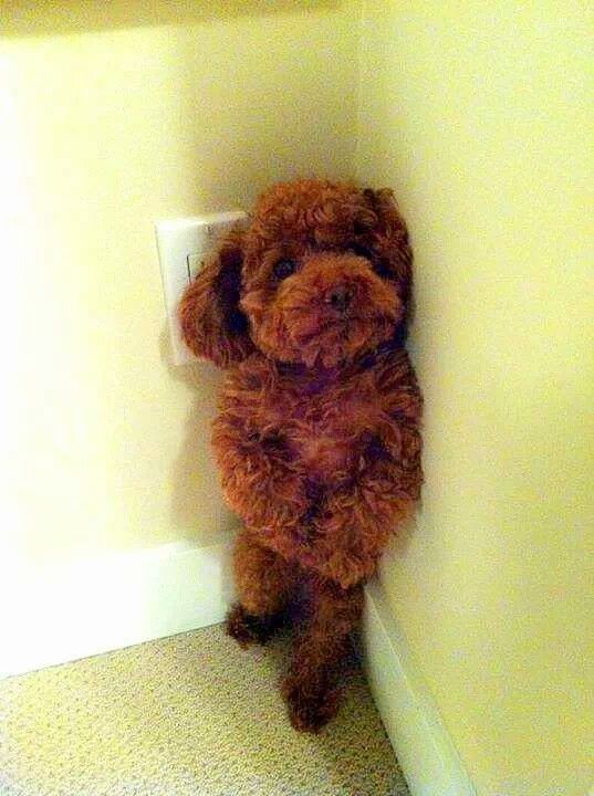 泰迪不吃狗粮该怎么办,泰迪狗不吃狗粮怎么办什么也不吃