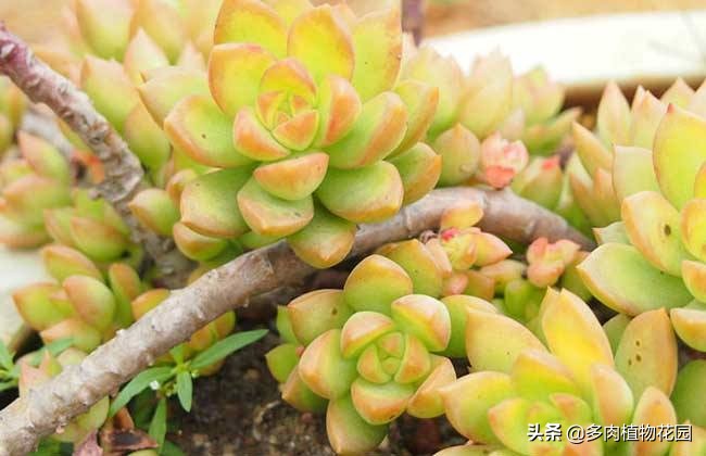 黄丽多肉植物怎么养,多肉植物黄丽养殖方法